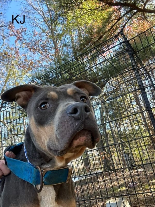 KJ Rice is a Pit Bull Terrier dog, available for adoption in Crystal Springs, MS.