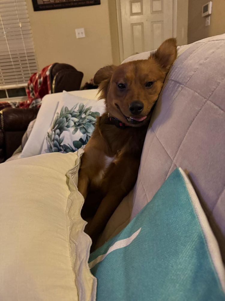 Doug is a Shetland Sheepdog / Sheltie and Golden Retriever available for adoption in Grapevine, TX.