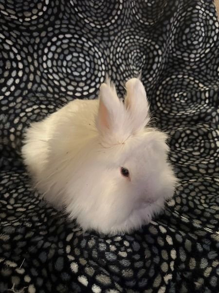 Hatty &amp; Milly (bonded pair) is a Lionhead rabbit, available for adoption in Scotts Valley, CA.