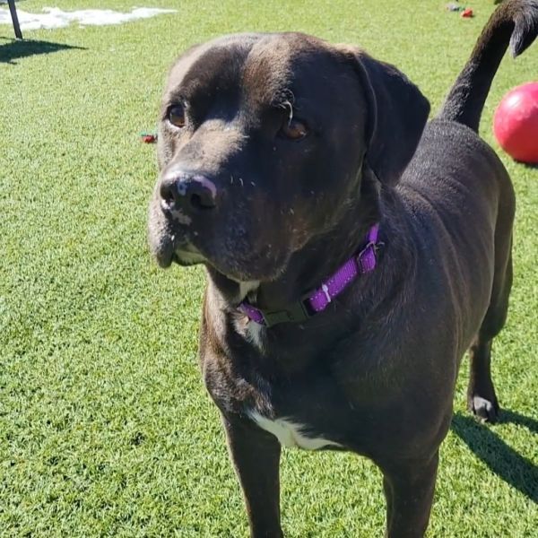 Travis is a Staffordshire Bull Terrier dog, available for adoption in West Islip, NY.