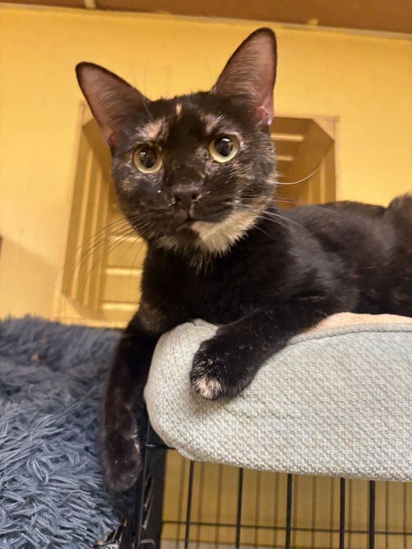 Piper is a Domestic Short Hair mix cat, available for adoption in Jackson, MS.