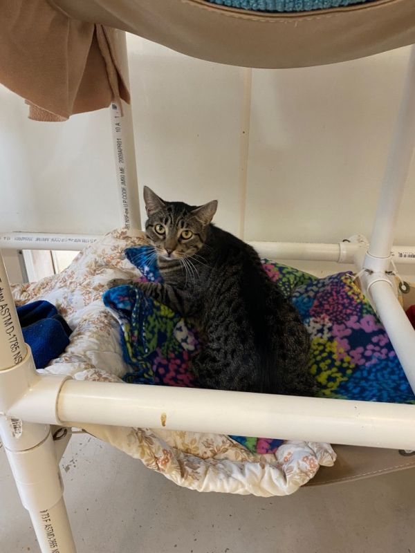 Arthur is a Domestic Short Hair mix cat, available for adoption in Bourbonnais, IL.