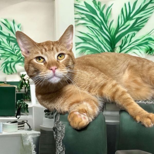 Rupert is a Domestic Short Hair mix cat, available for adoption in Eustace, TX.