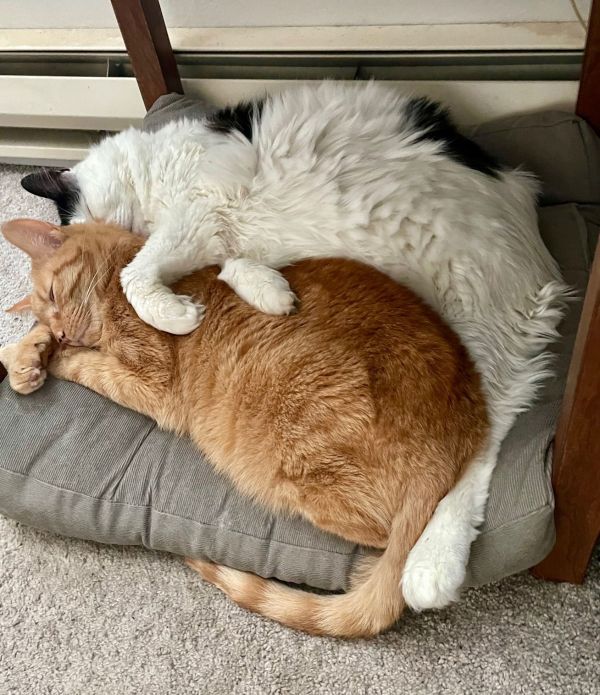 Bonded Old Friends - Offered by Owner - Males is a Tabby and Domestic Long Hair cat, available for adoption in Hillsboro, OR.