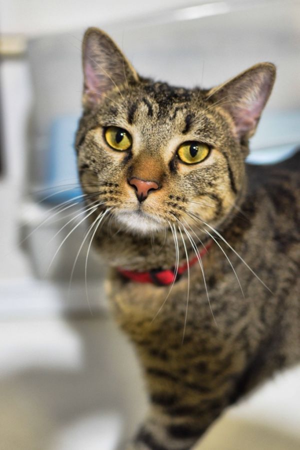 Pickles23 is a Domestic Short Hair cat, available for adoption in St. James City, FL.