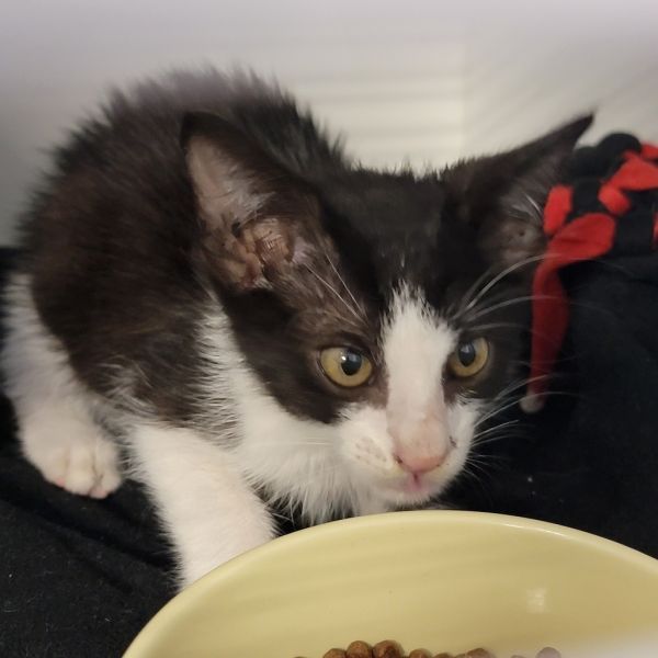 Cookie Monster is a Domestic Short Hair cat, available for adoption in Port Richey, FL.