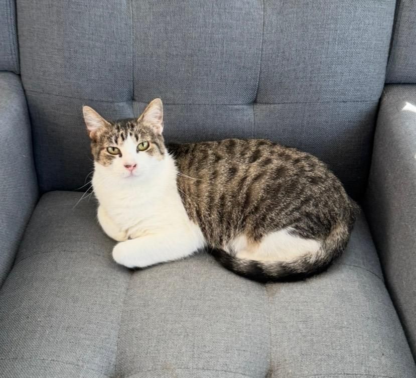 Biscuits is a Domestic Short Hair cat, available for adoption in Goshen, IN.