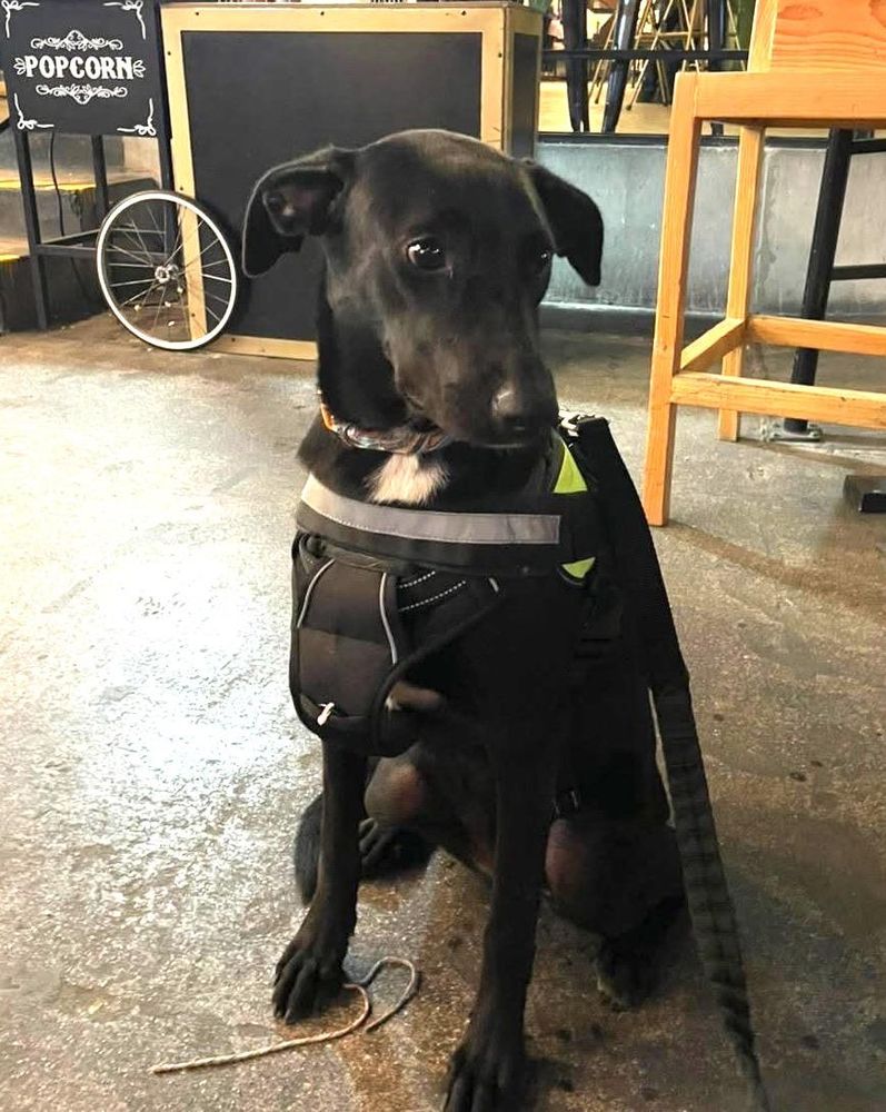 Mili (5) is a Labrador Retriever and Hound dog, available for adoption in Mexicali, BCN.