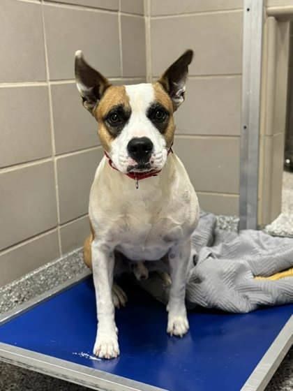 Angus is a Terrier and Mixed Breed dog, available for adoption in Gastonia, NC.