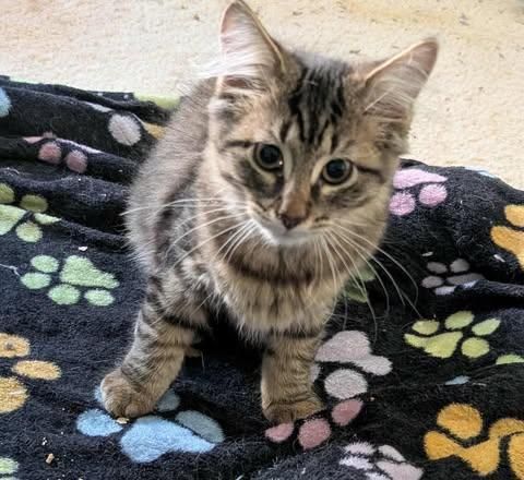 Breezy 0725 is a Domestic Medium Hair cat, available for adoption in West Bloomfield, MI.