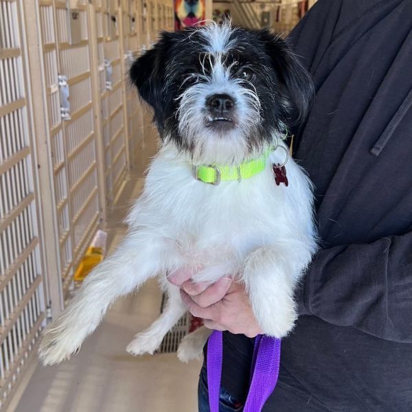 Harper is a Boston Terrier and Jack Russell Terrier mix dog, available for adoption in Chicago, IL.