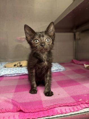 Miffy is a Domestic Short Hair cat, available for adoption in Gastonia, NC.