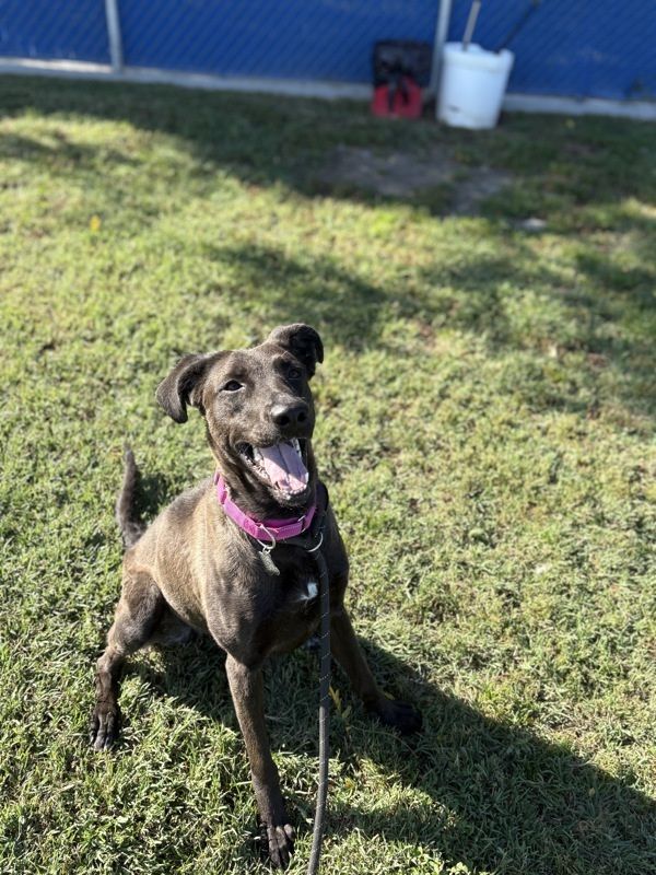 Butter Cup is a Labrador Retriever mix dog, available for adoption in Kennewick, WA.
