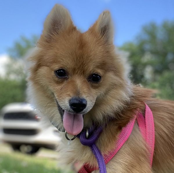 Penelope Apr 24 is a Pomeranian dog, available for adoption in Pacolet, SC.