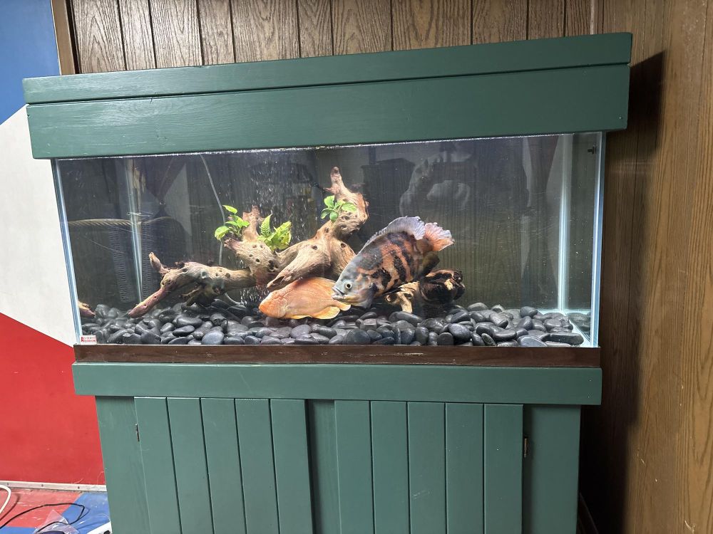 Wonka is a Freshwater Fish available for adoption in Howell, NJ.