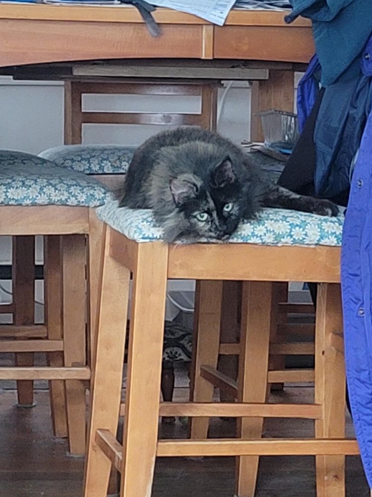 Soot is a Domestic Long Hair cat, available for adoption in Enfield, CT.