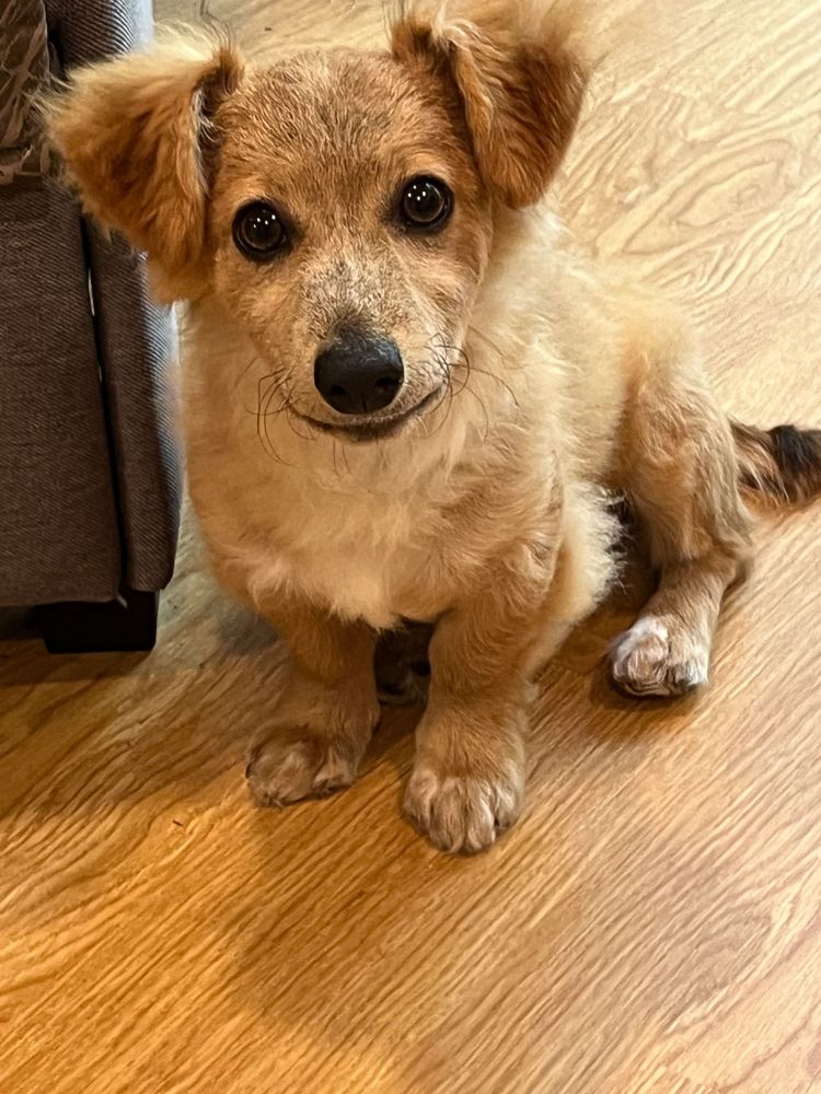 Rascal is a Corgi dog, available for adoption in San Diego, CA.