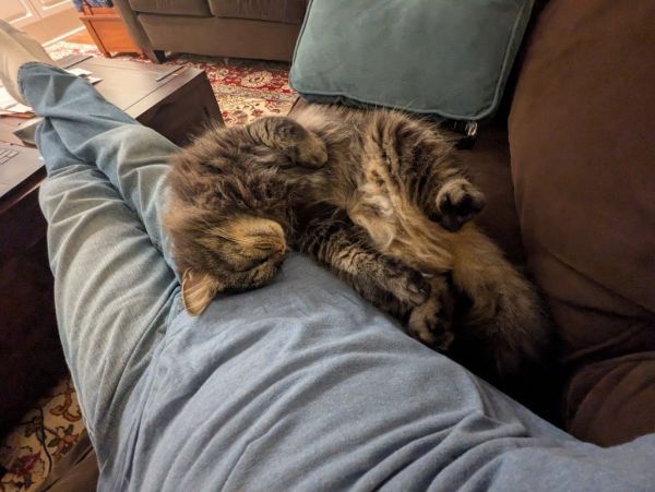 Kodi25 is a Domestic Long Hair mix cat, available for adoption in Youngsville, NC.