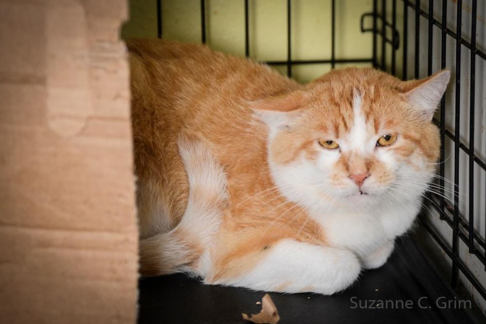 Mr. McDreamy is a Domestic Short Hair mix cat, available for adoption in New Orleans, LA.