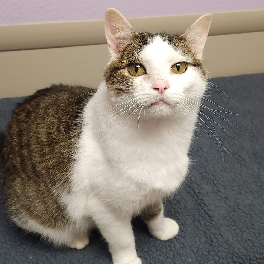 Hampton is a Domestic Short Hair cat, available for adoption in Marshfield, WI.