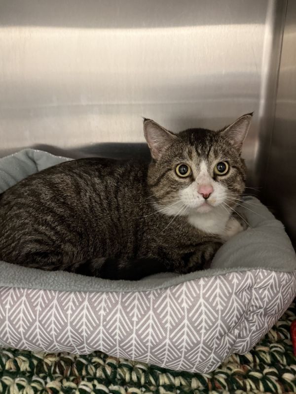 Tom is a Domestic Short Hair mix cat, available for adoption in Bemidji, MN.