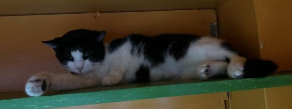 Sugar Plum is a Domestic Short Hair mix cat, available for adoption in Jim Thorpe, PA.