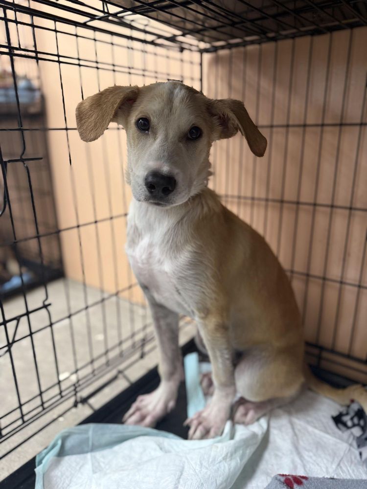 Ian is a Golden Retriever and Yellow Labrador Retriever dog, available for adoption in Homewood, IL.