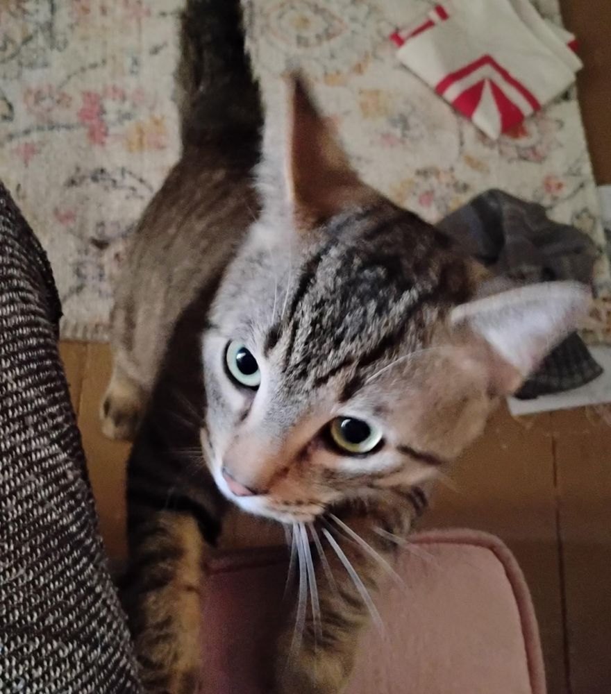 Starsky is a Domestic Short Hair cat, available for adoption in Washington, PA.