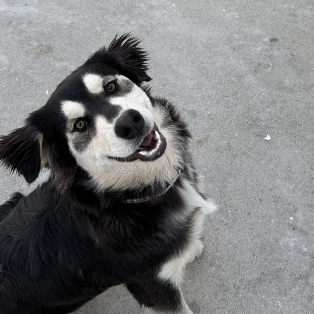 Rocco is a Husky and Golden Retriever dog, available for adoption in Tustin, CA.