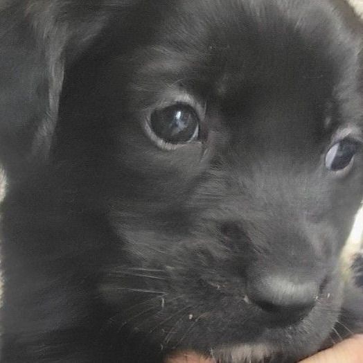 NY Rose Avail April 2 (Foster in Mahopac) is a Poodle and Shepherd dog, available for adoption in Stormville, NY.