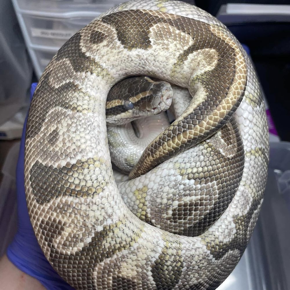 Shuckle is a Ball Python snake, available for adoption in Durham, NC.