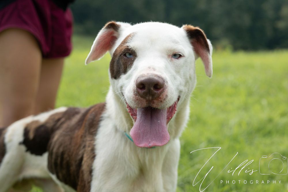 Petey - Sponsored Adoption is a Pit Bull Terrier mix dog, available for adoption in Dixon, KY.