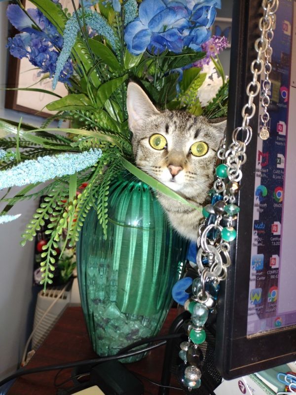 Flower is a Domestic Short Hair mix cat, available for adoption in LIberty, NY.