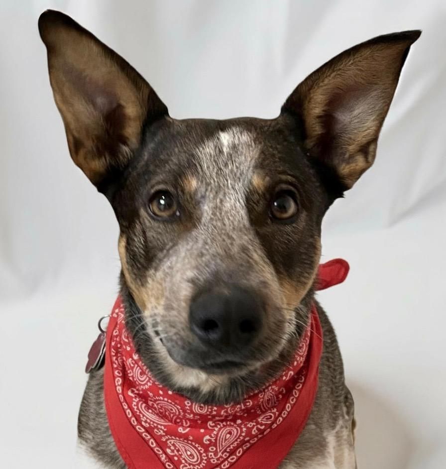 Zipp is a Australian Cattle Dog / Blue Heeler mix available for adoption in Lisbon, IA.