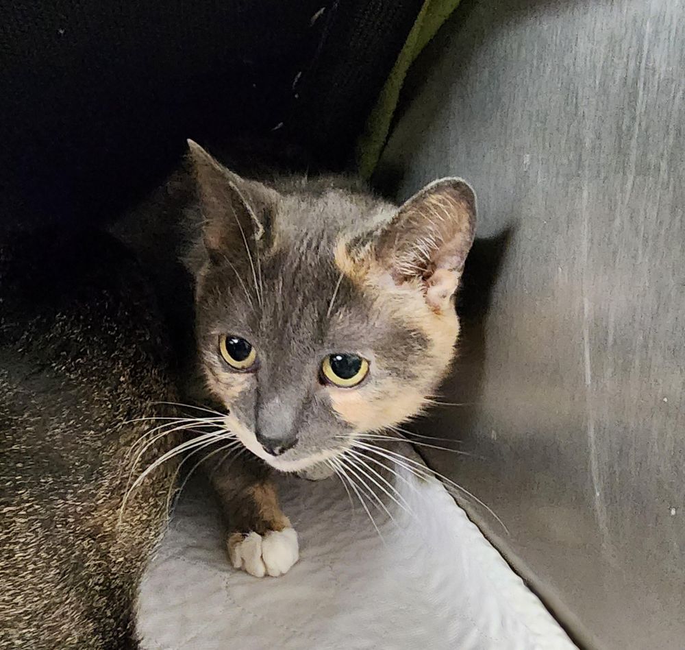 Basket is a Domestic Short Hair mix cat, available for adoption in Carsonville, MI.