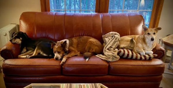 Sister is a Shepherd mix dog, available for adoption in Lafayette, CO.