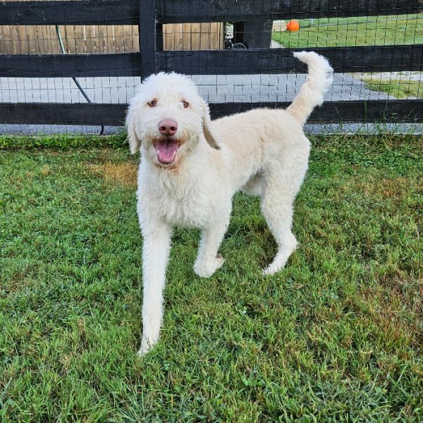 Winnie is a Labrador Retriever dog, available for adoption in Louisville, KY.