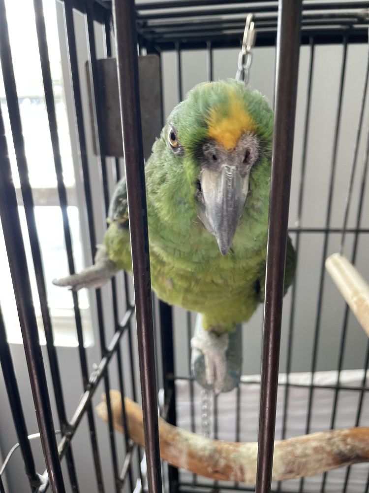 Billy Boy is a Amazon parrot, available for adoption in North Babylon, NY.