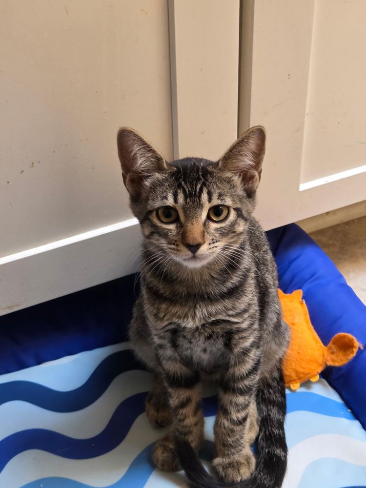 Nadia is a Tabby and Domestic Short Hair cat, available for adoption in Pasadena, CA.