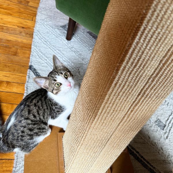 Baabar is a Domestic Short Hair cat, available for adoption in Brooklyn, NY.