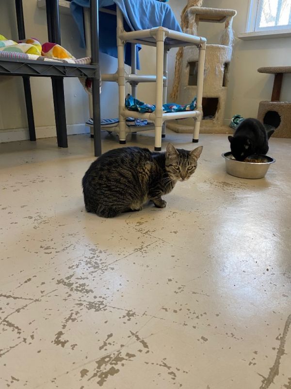 Arthur is a Domestic Short Hair mix cat, available for adoption in Bourbonnais, IL.