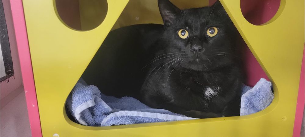 Diego  is a Domestic Short Hair cat, available for adoption in Independence, OH.