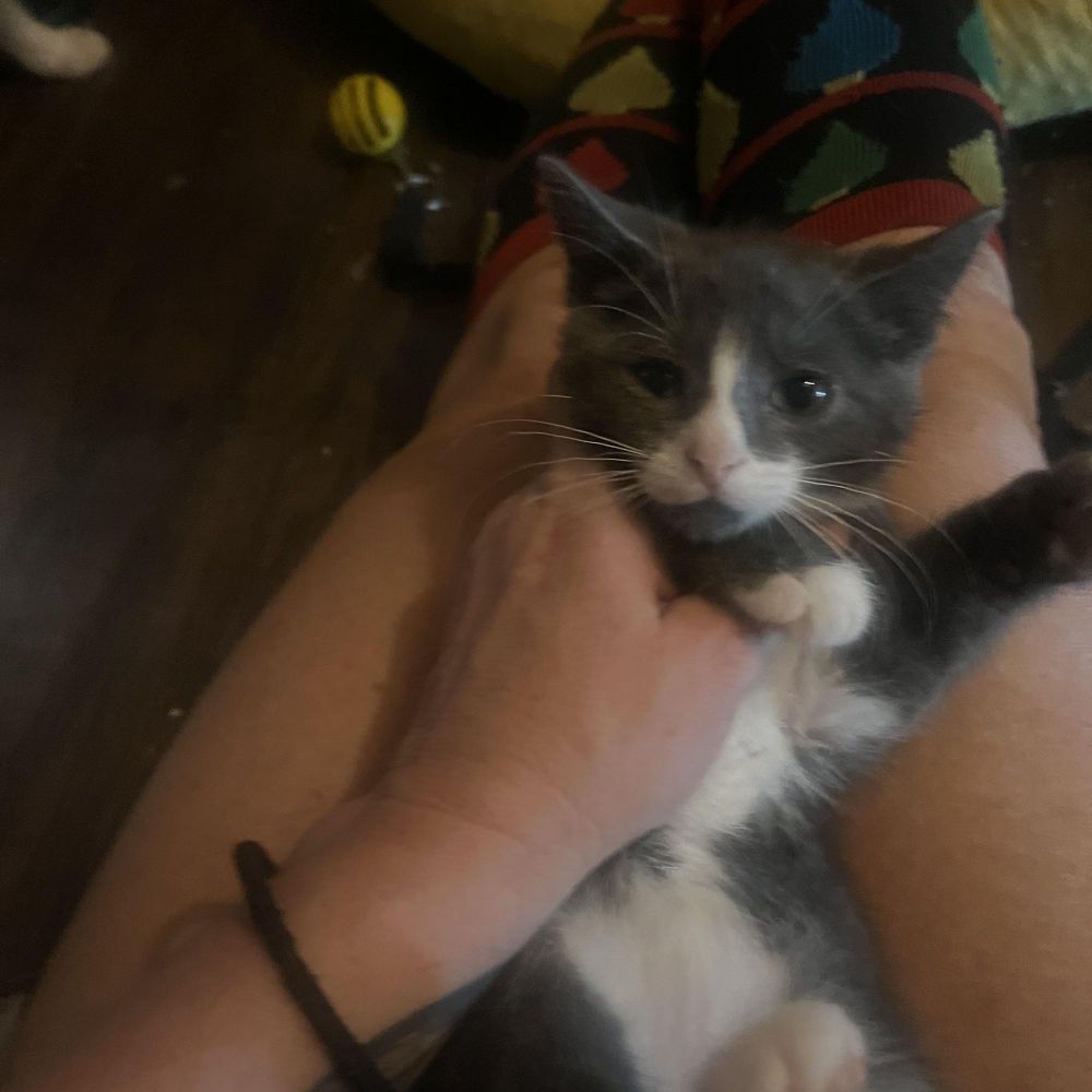 True heart bear is a Tuxedo and Tabby cat, available for adoption in Newark valley, NY.