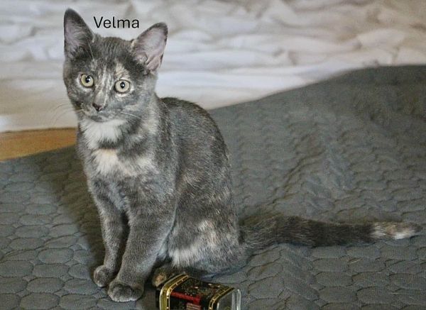 ScoobyFam : Velma is a Domestic Short Hair cat, available for adoption in Aurora, IN.