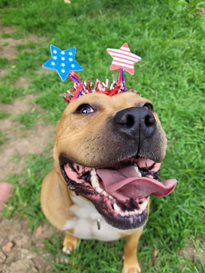 Duke *Sponsored* is a American Bulldog and Pit Bull Terrier available for adoption in Salamanca, NY.