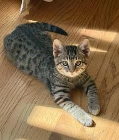 Mr.Ropper is a Domestic Short Hair cat, available for adoption in Davis, CA.
