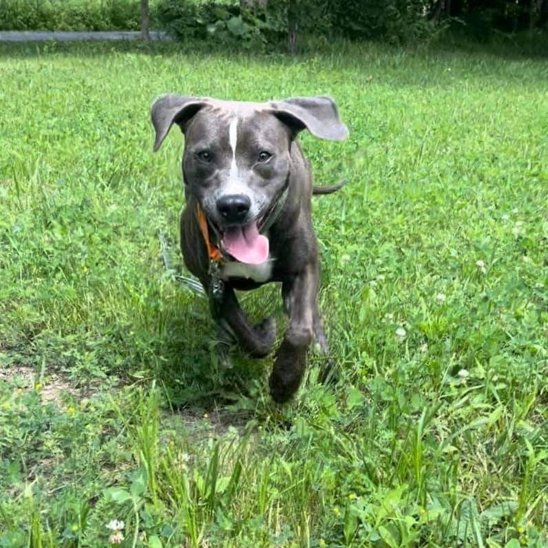 Stormie is a Pit Bull Terrier mix dog, available for adoption in Warren, OH.