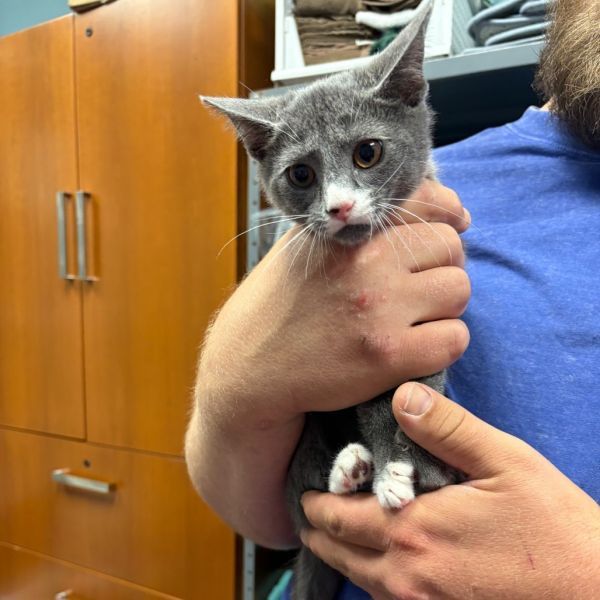 Uno is a Domestic Short Hair cat, available for adoption in St. Paul, MN.
