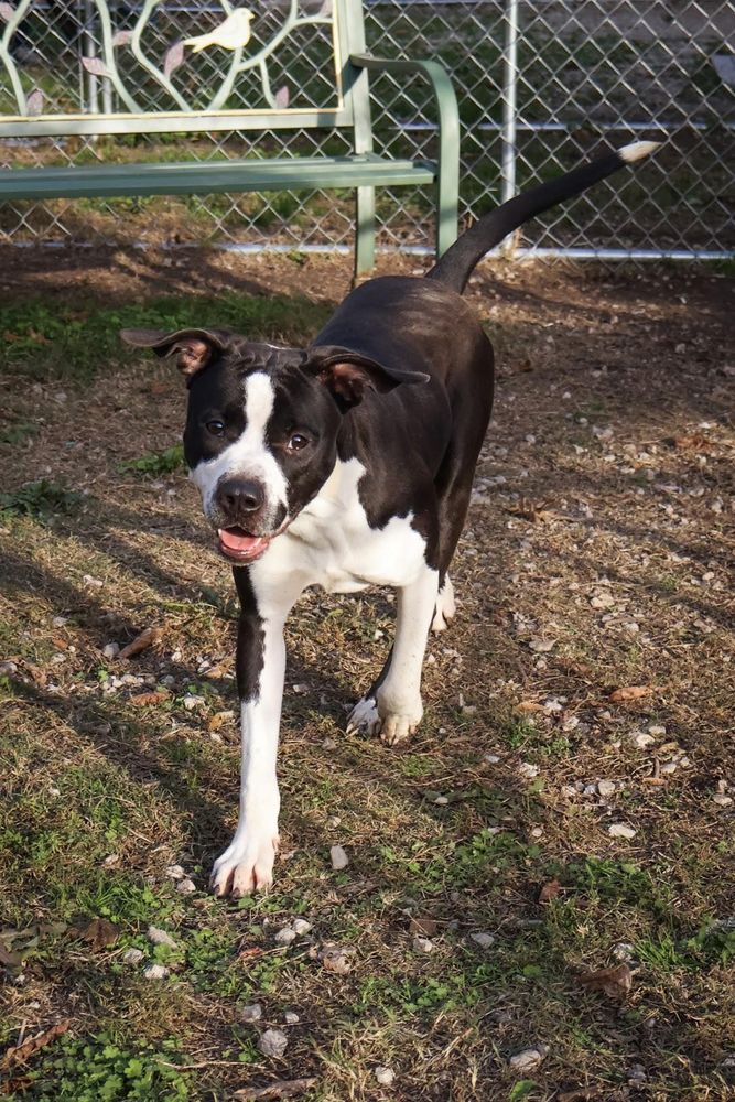 Dracula is a Cane Corso mix dog, available for adoption in Hollister, MO.
