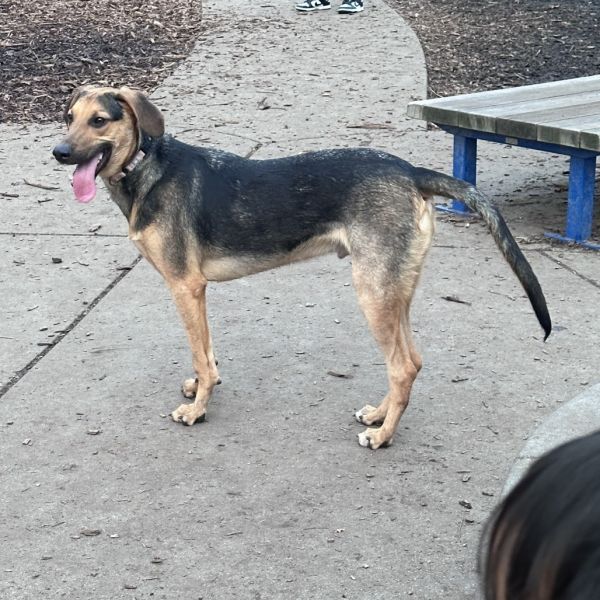 Jack is a German Shepherd Dog and Mixed Breed available for adoption in San Francisco, CA.